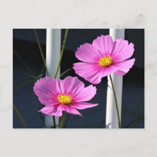Cartão Postal Dois cosmos cor-de-rosa através da ancoragem da va