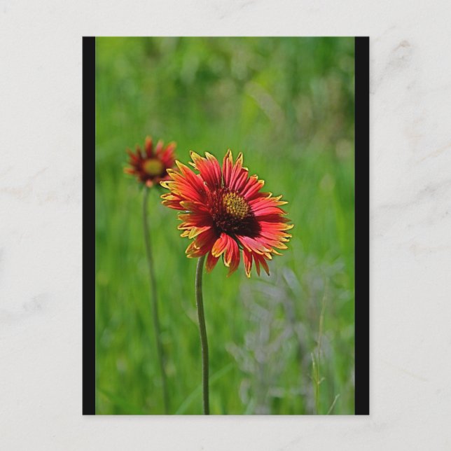 Cartão Postal Dois de um tipo (Frente)