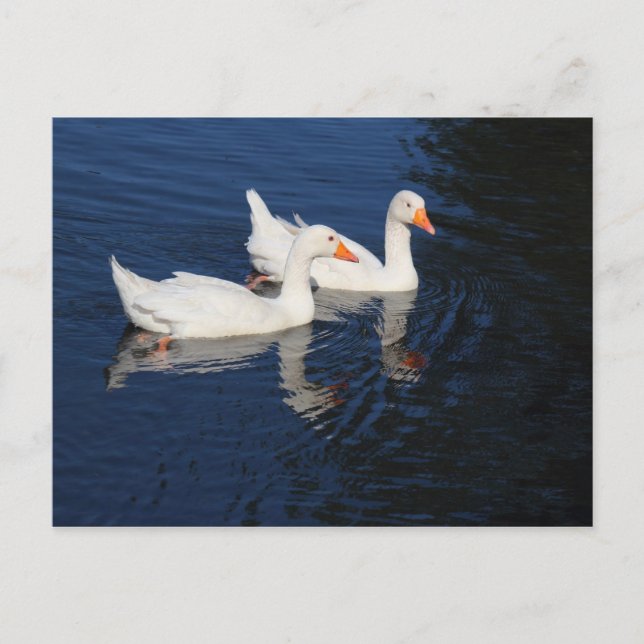 Cartão Postal Dois Emden Geese (Frente)
