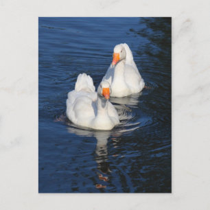 Cartão Postal Dois Emden Geese II