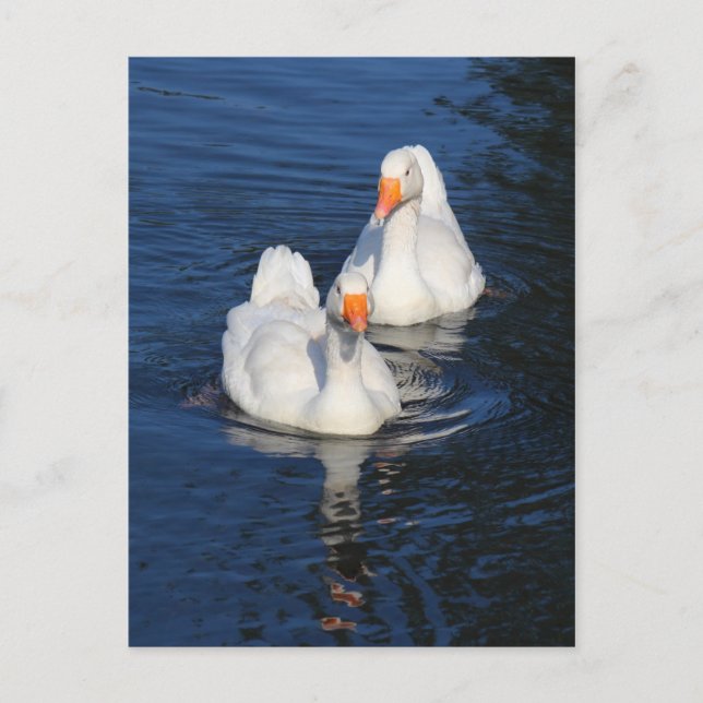 Cartão Postal Dois Emden Geese II (Frente)