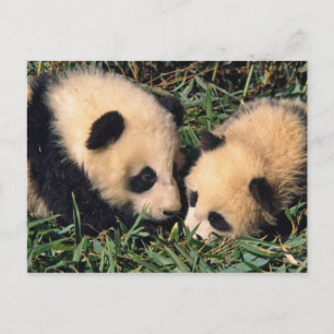 Cartão Postal Dois filhotes da panda no arbusto de bambu,