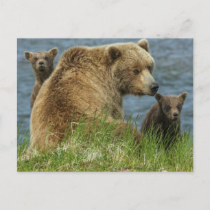 Cartão Postal Dois Filhotes de Urso Pardo com a Mãe perto da Águ