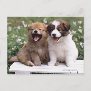 Cartão Postal Dois filhotes sentados juntos
