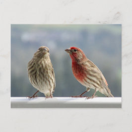 Cartão Postal Dois Finches Flertando.