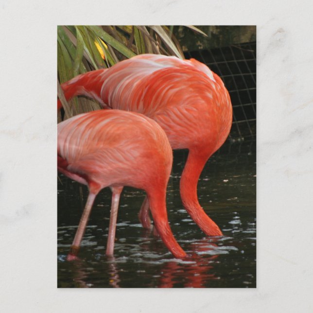 Cartão Postal Dois flamingos com cabeça na água (Frente)