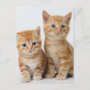 Cartão Postal Dois gatinhos adoráveis