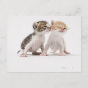 Cartão Postal Dois gatinhos beijando contra fundo branco