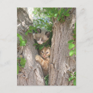 Cartão Postal Dois Gatinhos Cachorros em uma Árvore