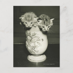 Cartão Postal Dois gatinhos escondidos no vaso, (B&W)