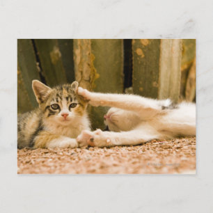 Cartão Postal Dois gatinhos, Marrocos