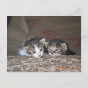 Cartão Postal Dois gatinhos no log