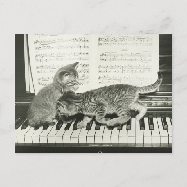 Cartão Postal Dois gatinhos tocando no teclado de piano, (B&W) (Frente)
