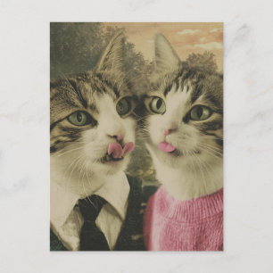 Cartão Postal Dois Gatos Bobos