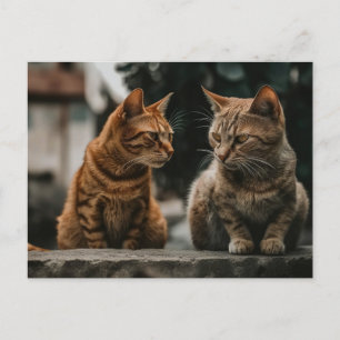 Cartão Postal Dois Gatos De Tom Falando De Gato Engraçado