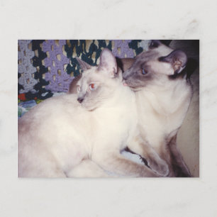 Cartão Postal Dois Gatos Siameses a albergar