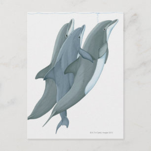 Cartão Postal Dois Golfinhos-Nariz-de-Garrafa