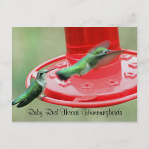 Cartão Postal DOIS HUMMERS, Rúby Red Throat Hummingbird