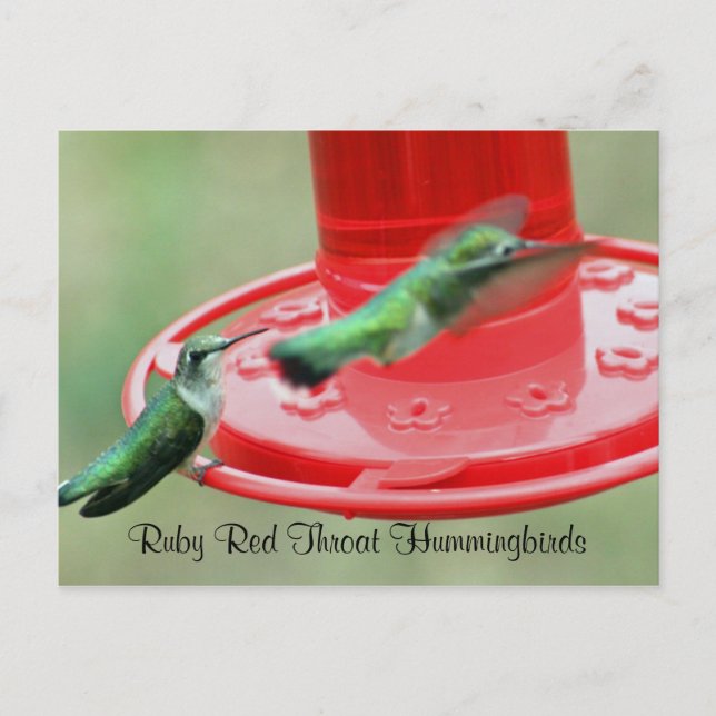 Cartão Postal DOIS HUMMERS, Rúby Red Throat Hummingbird (Frente)