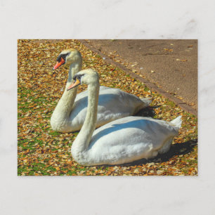 Cartão Postal Dois Jovem Swans na Luz do Sol do outono.