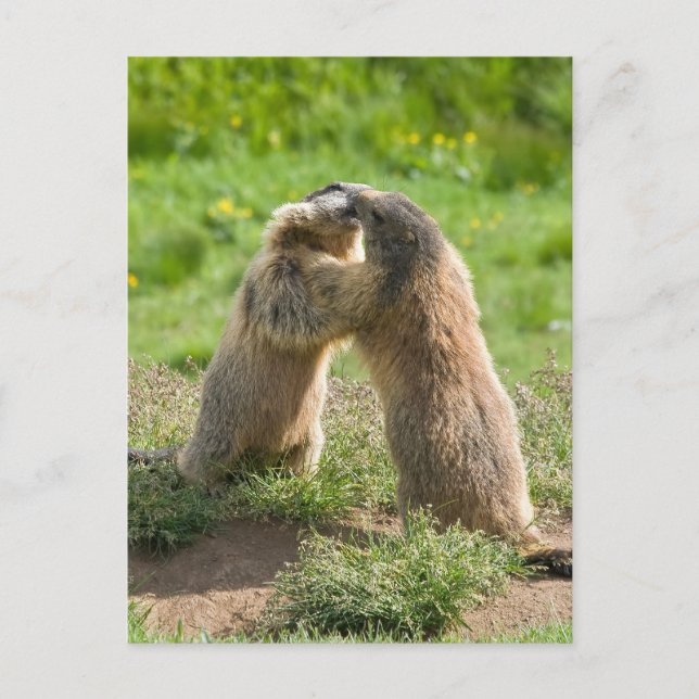 Cartão Postal dois jovens marmotas (Frente)
