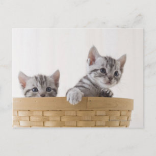 Cartão Postal Dois Kittens de Shorthair Americanos