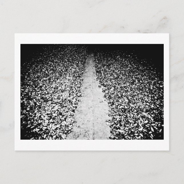 Cartão Postal dois lados do cacau (Frente)