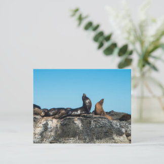 Cartão Postal Dois leões-marinhos no mar de Cortez