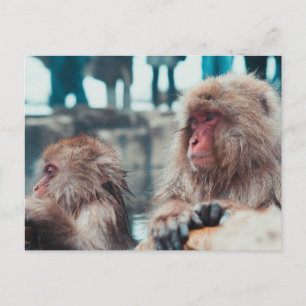 Cartão Postal Dois Macacos da Neve em Nagano, Japão