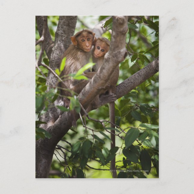 Cartão Postal Dois Macacos Em Uma Árvore (Frente)
