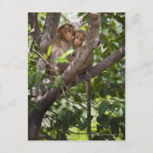 Cartão Postal Dois Macacos Numa Árvore