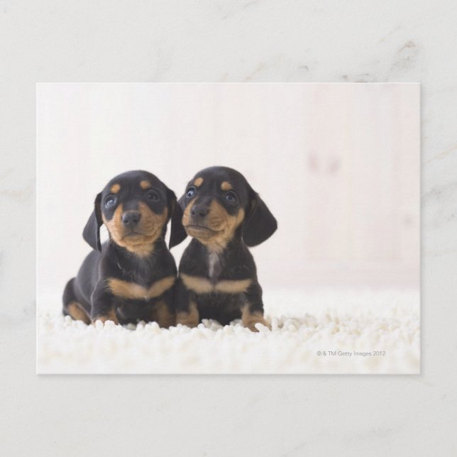 Cartão Postal Dois Mini Dachshund Sentados (Frente)