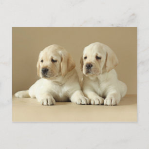 Cartão Postal Dois Ouros Labrador Puppies