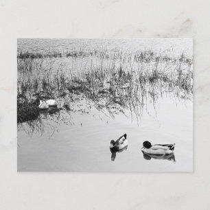 Cartão Postal Dois pares de patos em preto e branco
