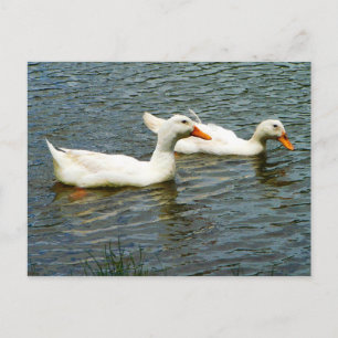 Cartão Postal Dois Patos Brancos