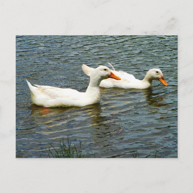 Cartão Postal Dois Patos Brancos (Frente)