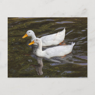 Cartão Postal Dois Patos Brancos. Roath Park Lake, Cardiff, Wale