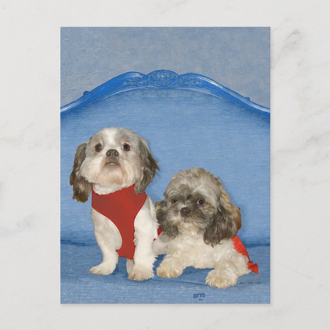 Cartão Postal Dois Pequenos Cães De Salvamento Shih Tzu (Frente)