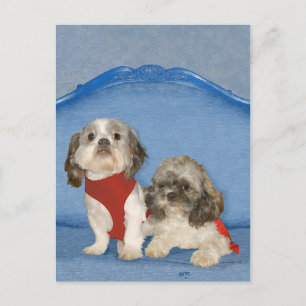 Cartão Postal Dois Pequenos Shih Tzu Cachorrinhos Resgatados