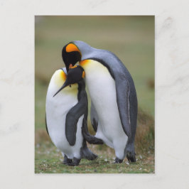 Cartão Postal Dois pinguins