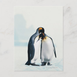 Cartão Postal Dois pinguins afectuosos