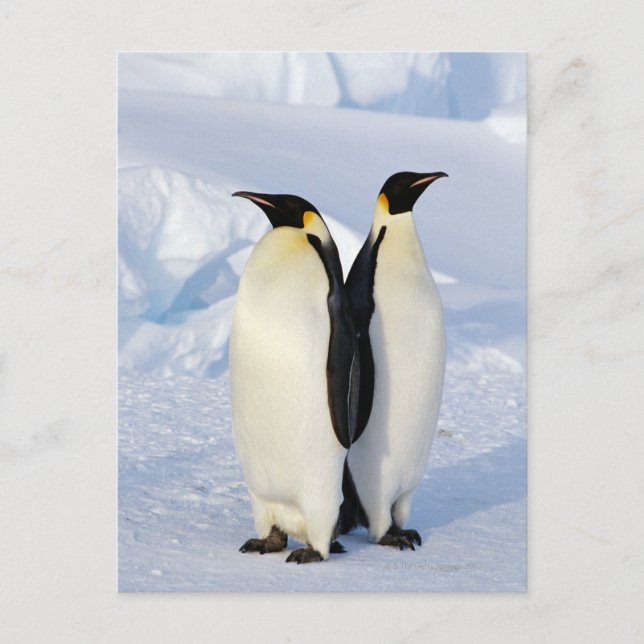 Cartão Postal Dois Pinguins Imperadores na Antártica (Frente)