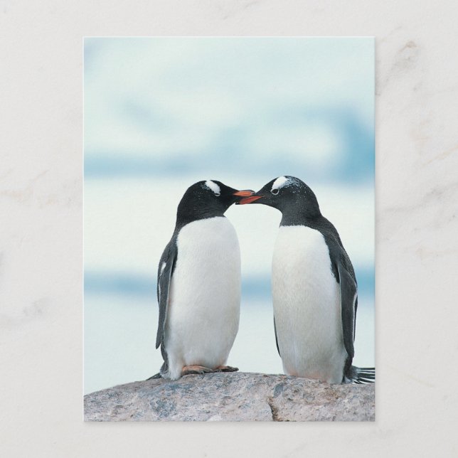 Cartão Postal Dois pinguins que tocam nos bicos (Frente)