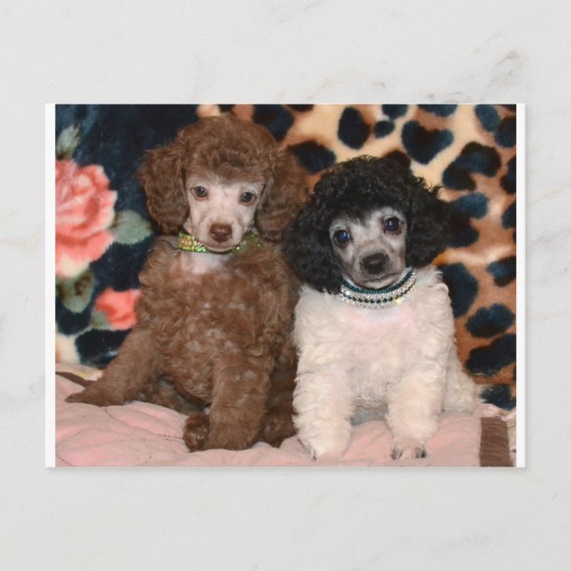 Cartão Postal Dois Poodles Cute Poodle Puppies (Frente)