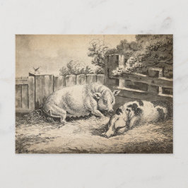Cartão Postal Dois porcos deitados com palha numa Caneta ao ar l
