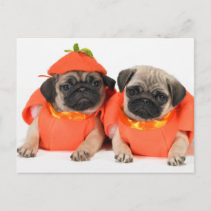 Cartão Postal Dois Pugs