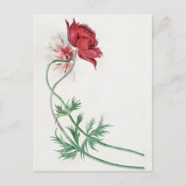 Cartão Postal Dois ramos com uma flor - Michiel van Huysum. 