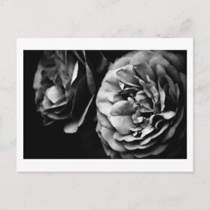 Cartão Postal dois rosas