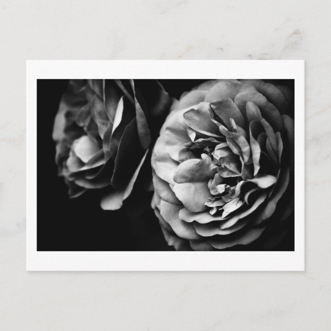 Cartão Postal dois rosas (Frente)