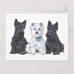 Cartão Postal Dois Scotties e um Westie